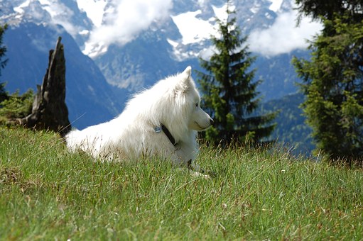 Let The Dog Know The Little Master