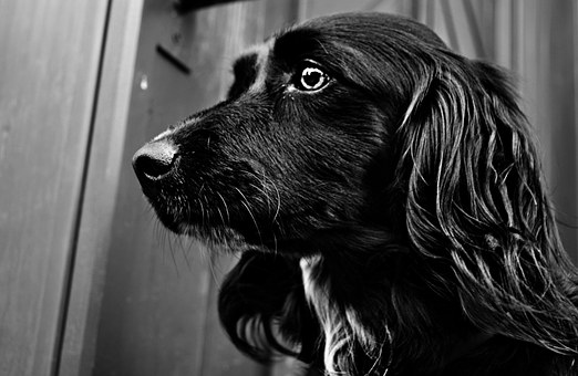 Get Your Dog Ready For The Season