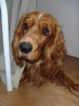 Dog Obedience Training: Whi Is It Important?
