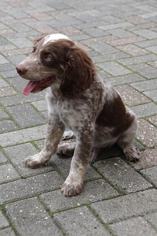 How To Train Your Dog To Go Potty Outside