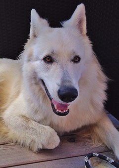 Selecting The Best Dog Bed