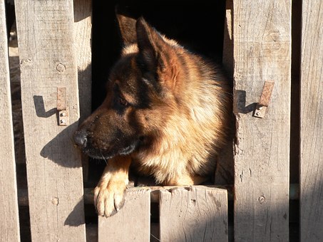 Dogs are a big part of many Americans lives. We check what other countries look for in their online DOG searches