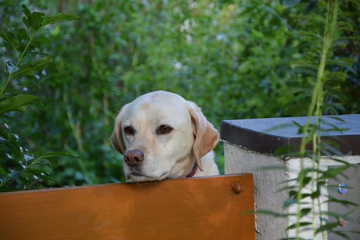 Raised Dog Beds For Large Dogs