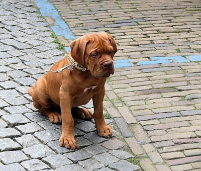 Dental Hygiene Tips For Your Dog