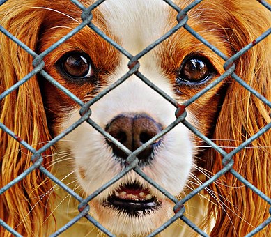 Tips On How To Potty Train A Puppy-top No.1 Secret Of Dog Training!