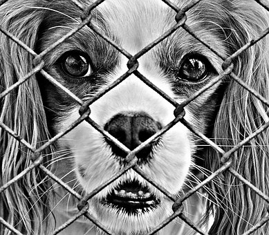 How to Care for Your Old Dog