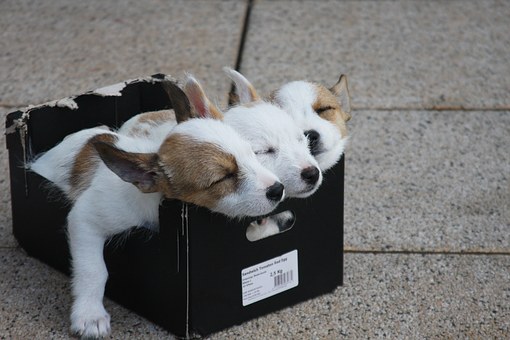Now Dog Training Made Easy