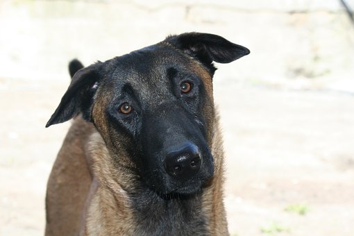 dog Runs The Security House For Your Protector