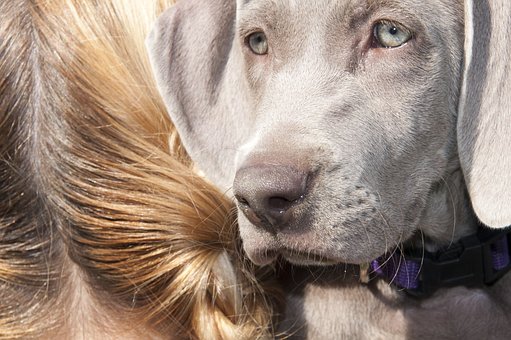Dog Care: An Inside Perspective