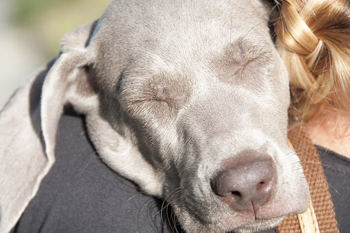 Why To Crate Train Your Dog