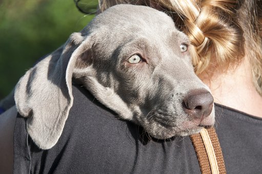 Dog Bite Lawyer - How To Proceed After An Attack