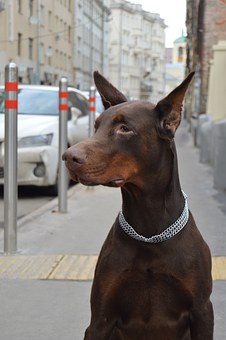 Do You Understand How To Begin With With Dog Training?