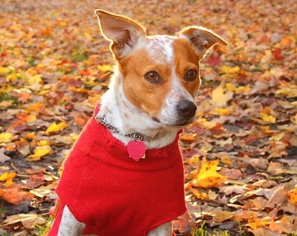 Try Garlic To Fend Off Dog Fleas