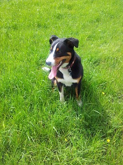 Which Ways Can You Treat Mange In Dogs?