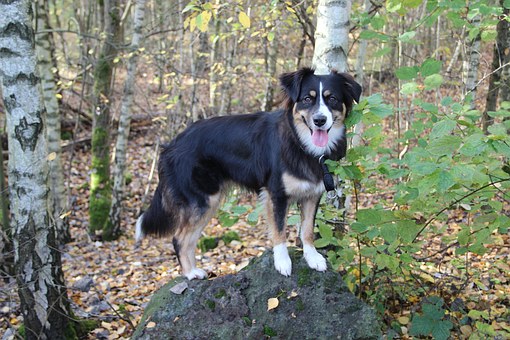 Are Dog Walkers Robbed?