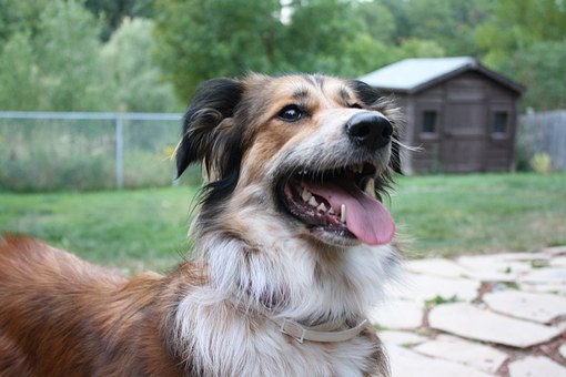 Leather Dog Collar Recommendation