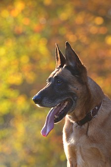 The Perfect Hunting Dog