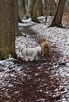 Fundamental Dog Training Tips From San Antonio Expert