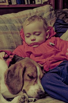 3 Reasons Why You Should Take Care Of Fleas On Dogs