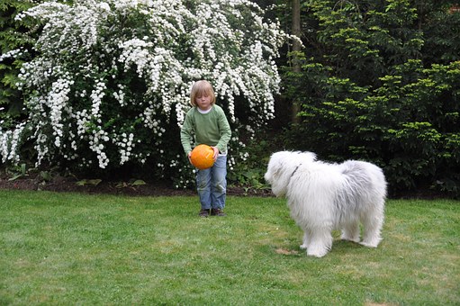 Large Outdoor Dog Cots