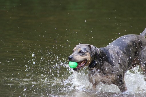 Importance Of Dog Insurance