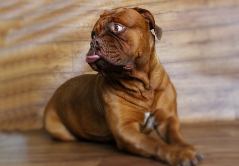 Make Your Dog Friendly With Dog Training Collar