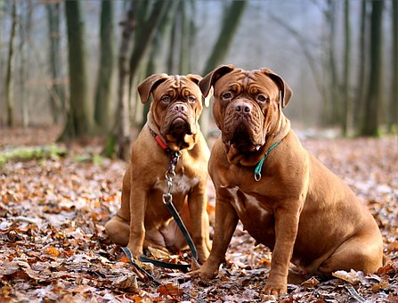 Practical Electric Dog Fencing For Safety