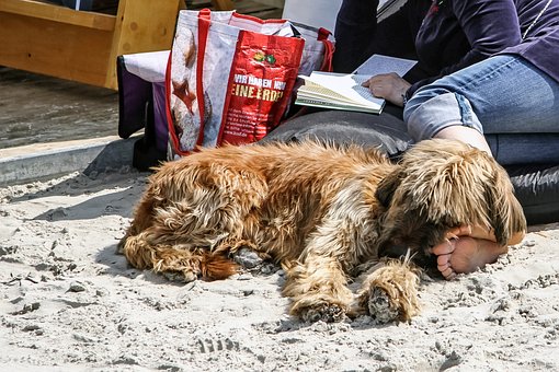 Great Dog Walkers Of Which Arrived To Be Able To The Rescue!