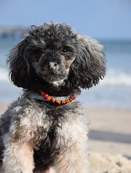Dog Skin Allergies Are Awful