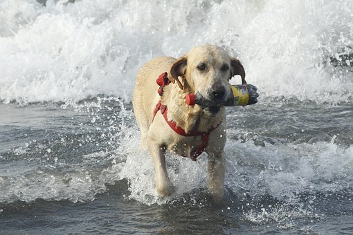How To Pick Out The Perfect Dog Gift