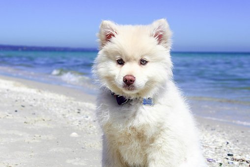 Best Flea Control In Dogs By Cleaning Them Well