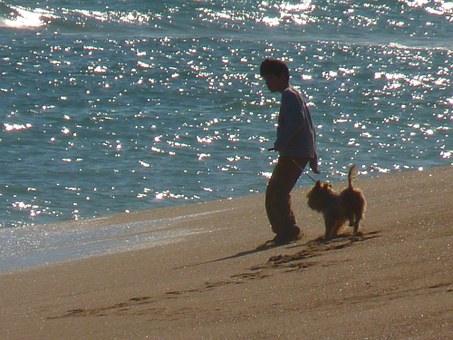 Dog Hip Dysplasia