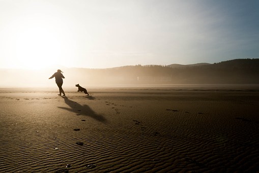 Find The Right Tips For Dog Obedience Training