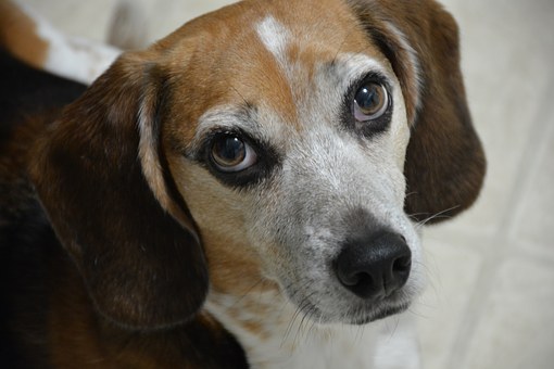 Stop Dog Chewing: Learn How To Have A Well-trained Dog