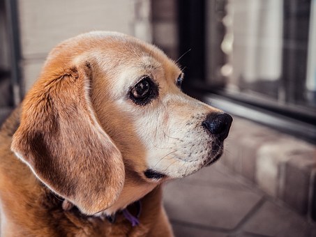 Different Types Of Dog Collars For Your Pet