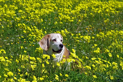 Dogs Prone To Degenerative Myelopathy