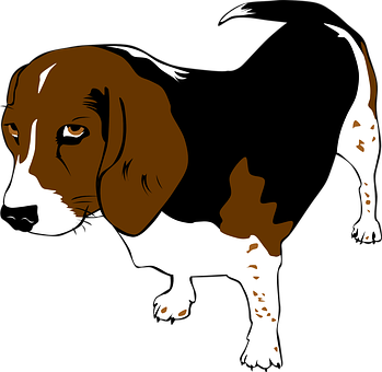 What Happens To Your Dogs Body When You Make Them Wait