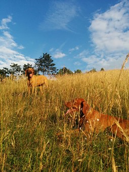 A Little About Dog Allergies Treatment