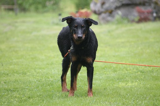Best Dog Collars For Your Favorite Pet