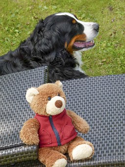 Outdoor Elevated Dog Cots