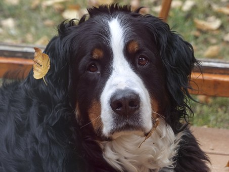 The Adviseable Electric Dog Fence For Your Dog