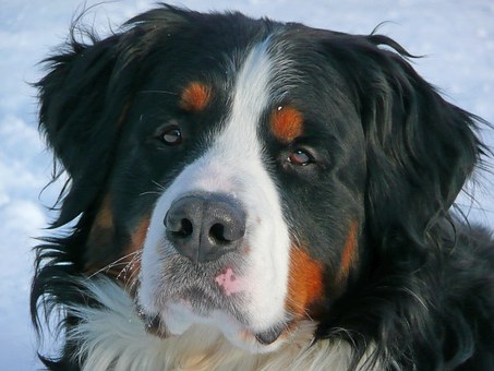 Types Of Seizures In Dogs
