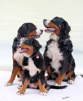 Ticks On Dogs