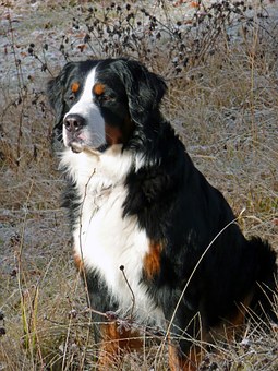 12 Things That Pet Dog Should Not Eat