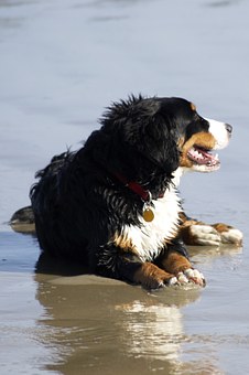 3 Easy Steps to Socialize Your Dog