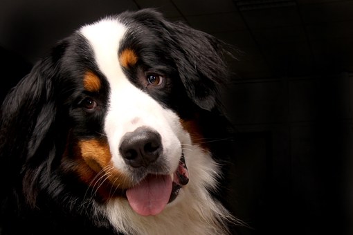 Pocket Friendly Low Cost Dog Insurance