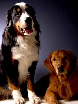 Most Popular Types Of Dog Fences