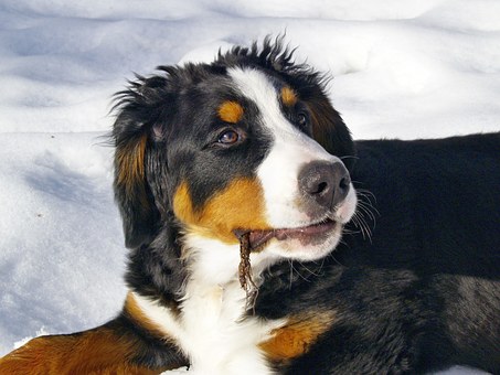E-mini Trading: Leverage, The Dog That Bites