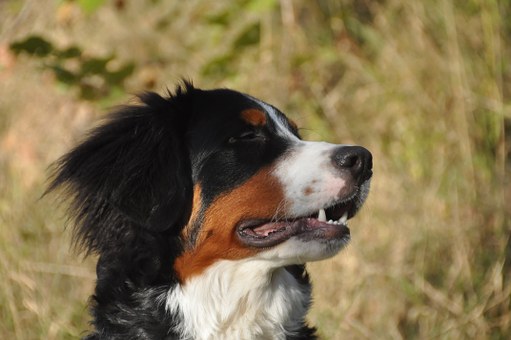 Guide To The Best Dog Training Collars