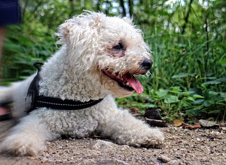 Stop Dog Digging - How To Stop A Dog From Digging In Your Yard